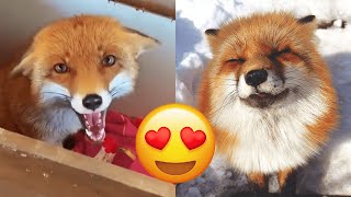 Fox — Hilarious And Cute Videos And Tik Toks Compilation by Galaxy of Animals 4,277,540 views 2 years ago 8 minutes, 24 seconds