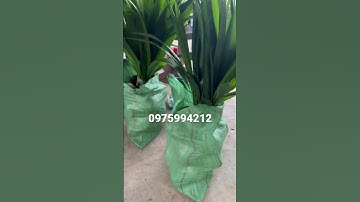 Dừa xiêm lùn thái sieu trái #0975994212