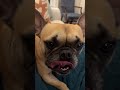 Griffin eats his first Cutie Orange🍊 #shorts #frenchbulldog #dog