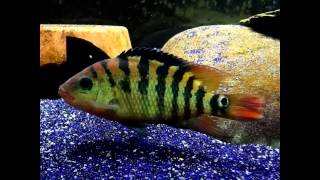 100th Video Contest Results