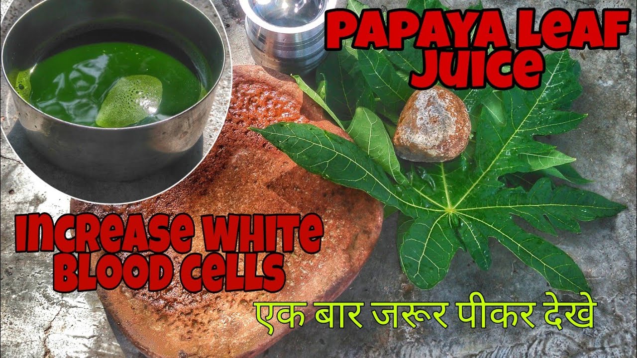 How to increase white blood cells count / Papaya leaf juice / पपीता के