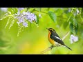 Relaxing piano music with nature and birds sounds, Perfect relaxing music for sleep