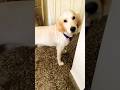 Life With a Golden Retriever=Pure Happiness 💛#ytshorts #trending #goldenretriever #dogs #viralreels