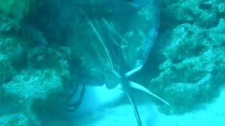 Stingray Sex in Belize.AVI