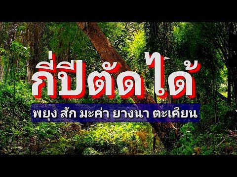 พยุง สัก ยางนา ตะเคียน กี่ปีตัดขายได้ ep69