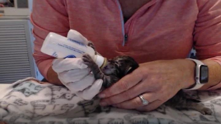 Julie's Foster Kittens (12 days old) 4/29/20