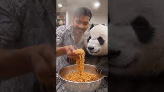Panda eating chaumin #love