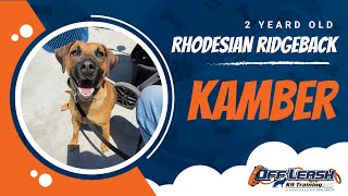 Best Rhodesian ridgeback Dog Training | Santa Maria | Kamber
