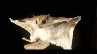 flying squirrel spear tech video but better