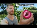 I grew peach trees from seed and this is what happened  full tutorial