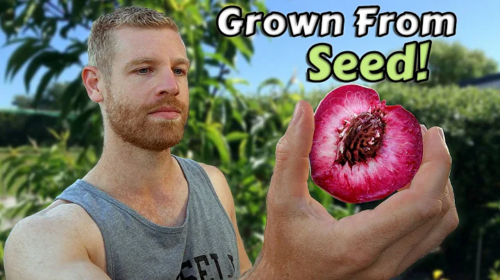 I Grew Peach Trees From Seed and this is what happened - Full Tutorial - DayDayNews