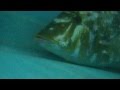 ガンガゼウニで釣れた頂き物のタマミ（ハマフエフキ）夜釣りモンハン釣果　和歌山釣太郎