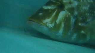 ガンガゼウニで釣れた頂き物のタマミ（ハマフエフキ）夜釣りモンハン釣果　和歌山釣太郎