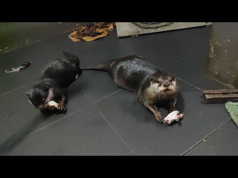 Otter Jumbo yang Lucu makan ikan February 13, 2025 Berang Berang Cakar Kecil || Otter Aonyx Cinereus
