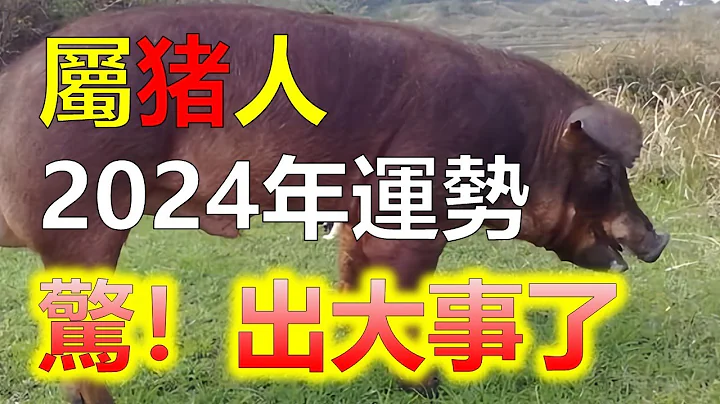 2024生肖运势，十二生肖（2024年生肖猪运程，亥猪得贵人帮助的一年，在中国传统文化中，生肖猪代表了一种独特的象征和影响力。作为最后一个生肖，猪象征著财富、吉祥和丰收。在2024年，属猪的充满机遇 - 天天要闻