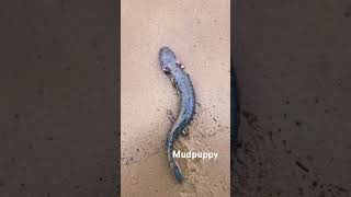 Determined little mudpuppy on a mission back to the water! 🐾💧 #fyp #nature #relaxing #wildlife