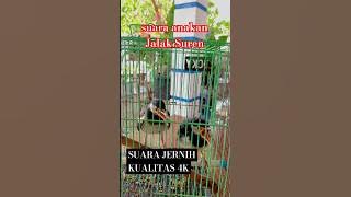 Suara anakan Jalak Suren jernih. #kicaumania #jalaksuren #lolohan #masteranburung