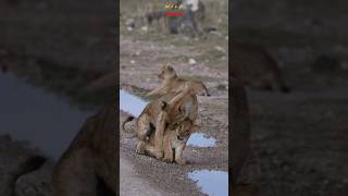 Lion Cub Simba | Jovial and naughty 😃🙉 #YouTubeMadeForYou #lion #wildlife #shortsafrica