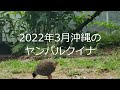 ヤンバルクイナ生態展示学習施設で餌を食べるヤンバルクイナ（2022年３月15日）