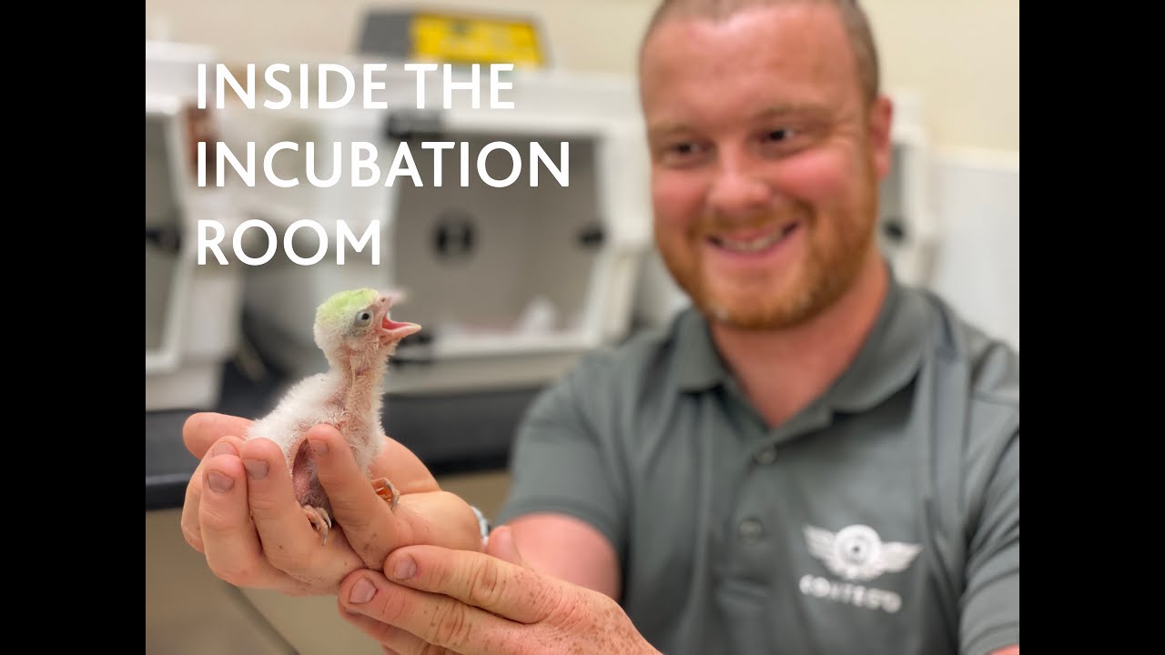 Contego Falcon breeding insight.