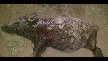 Hog vs. 12 gauge hunt