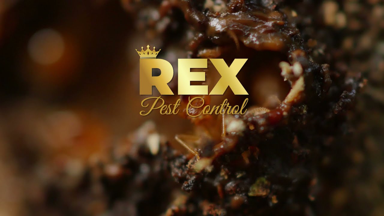 Termite Pest Control Sydney | Rex Pest Control