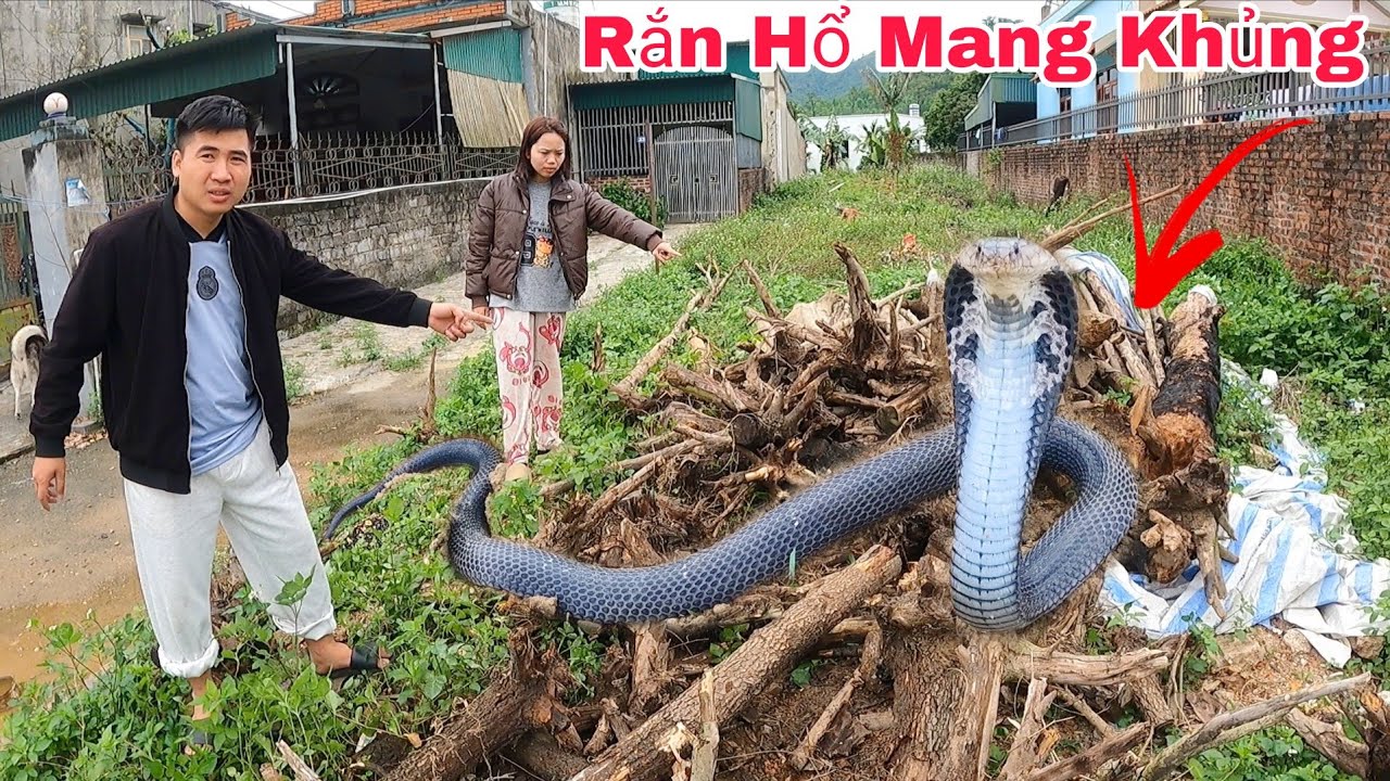 Cuộc Gọi Khẩn Cấp Của Hai Vợ Chồng Trẻ Khi Phát Hiện 2 Con Rắn Hổ Mang Trong Đống Củi
