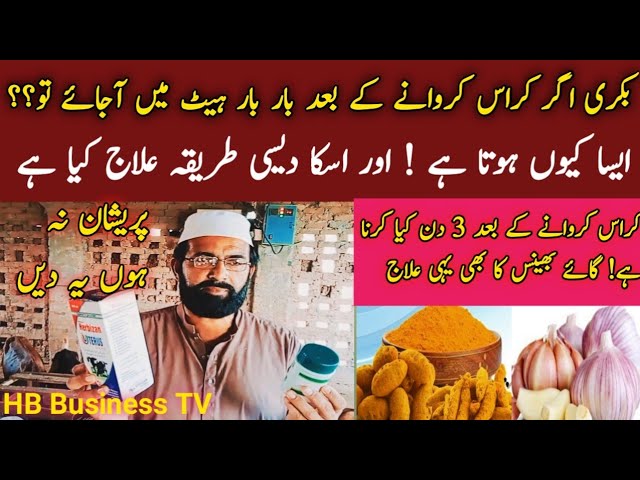 YouTube에서 Bakri Bar Bar Hit min a jati Hay | Repeater Bakri Ka Ilaj | goat treatment | بکری اگر بار بار ہیٹ پہ 보기 YouTube에서 Bakri Bar Bar Hit min a jati Hay | Repeater Bakri Ka Ilaj | goat treatment | بکری اگر بار بار ہیٹ پہ 보기