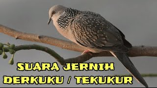 Suara Burung Derkuku Tekukur Jernih Untuk Masteran