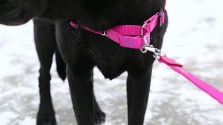 How To Put On A NoPull Dog Harness