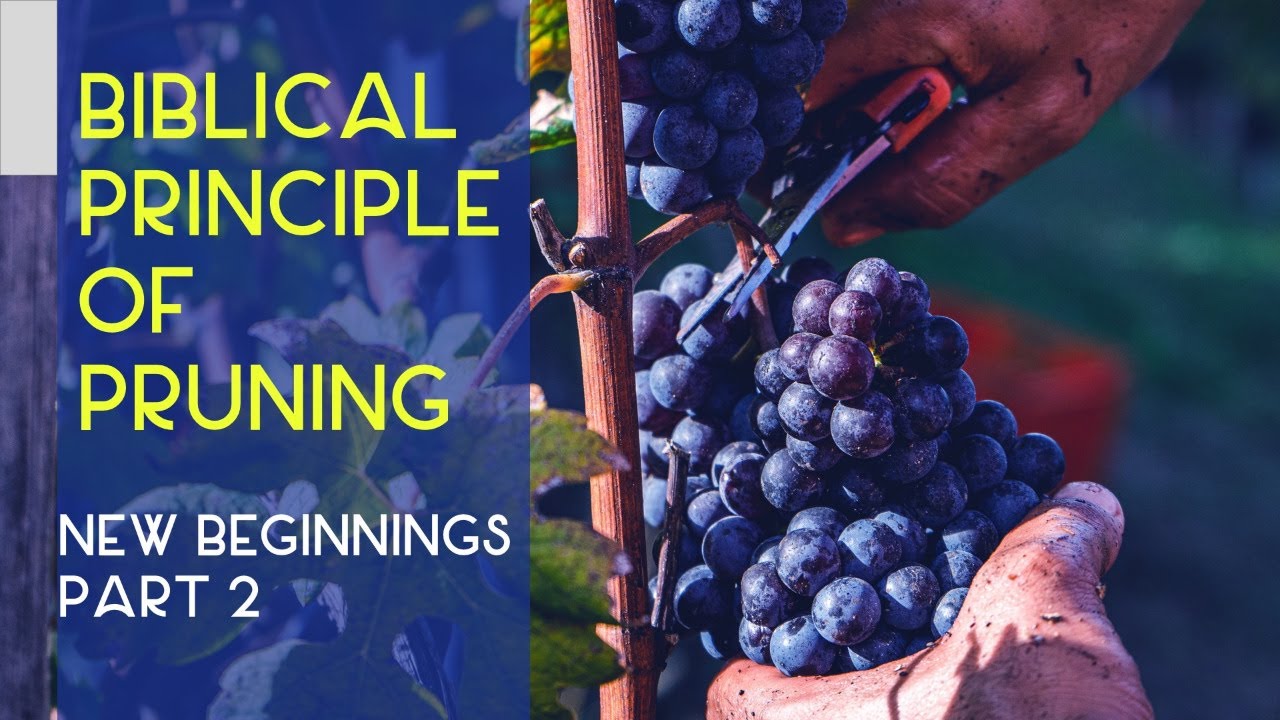 Biblical Principle of Pruning YouTube