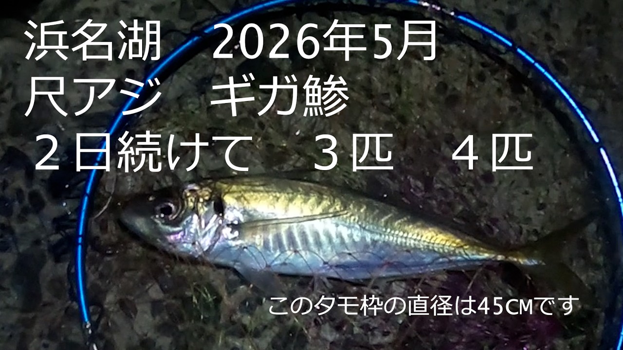 海ウマ 様 Jumbo horse mackerel are migrating through Lake Hamana: Caught