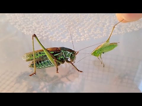 Вот, что ест кузнечик. // That's what katydid eats.
