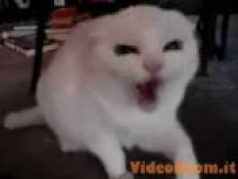 Gatto Aggressivo Youtube