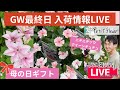 【園芸】GW最終日！入荷情報LIVE#ガーデニング