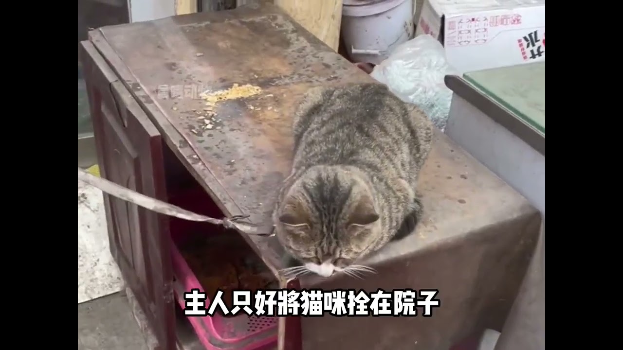 劳改猫丧彪每天拉车赚窝囊废，做饭时运菜，农忙时节运米