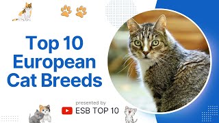 Top 10 European Cat Breeds | Top Choices for Your Home |  ESB TOP 10 #catbreeds #europeancat