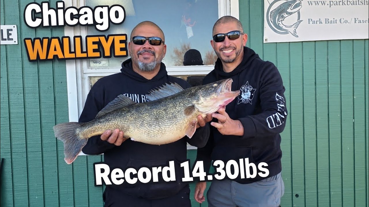 🔥РЕКОРДНЫЙ СУДАК В ЧИКАГО ВЕСОМ 14,30 ФУНТА ПОПАН НА ОЗЕРЕ МИЧИГАН🔥