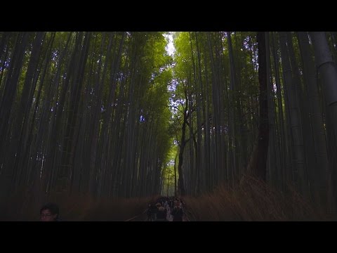 Video: Kyotos Bambuswald: Der vollständige Leitfaden