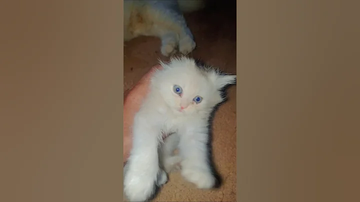 Watch the video about 🧡 Fluffy White Baby Kittens ✨ Adorable & Funny Cat Moments | Viral Shorts #catblogger #shortvideo