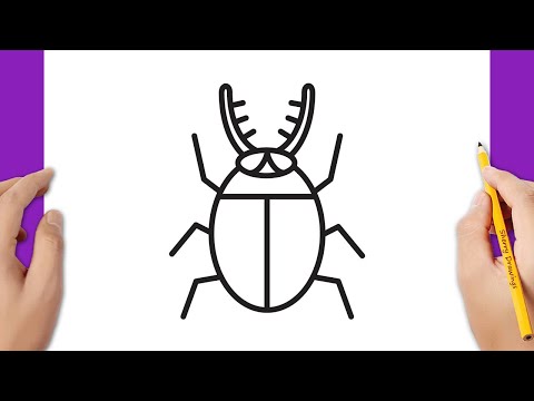 beetle drawing