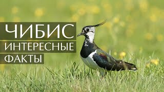 Чибис (Пигалица) - Интересные Факты