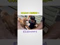 優しい息子が大好きワンコ #大型犬と子供 #dog #運動会