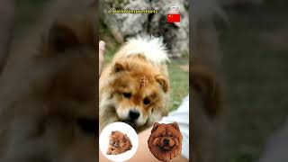 Chow Chow, fascinating dogs of ancient breed  #Dog #ChowChow #china #breed