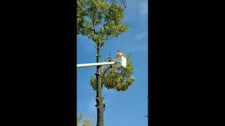 Tree Felling & Removal Compilation 2020 Vol.1