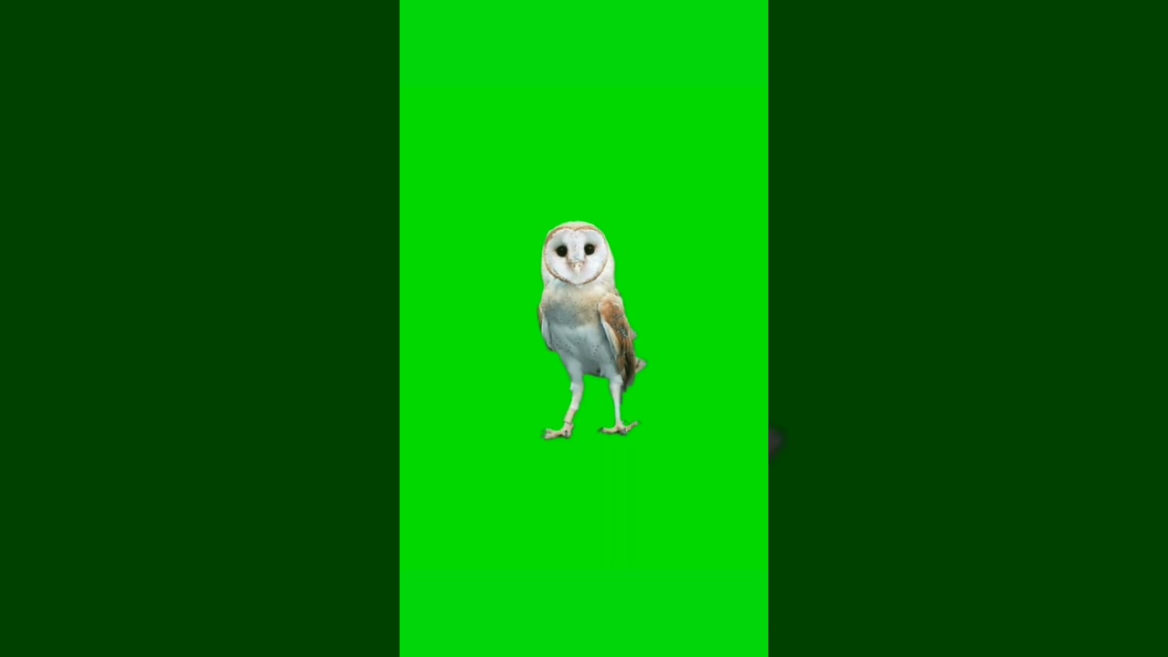Owl 🦉 Green Screen Effect VFX Video HD 