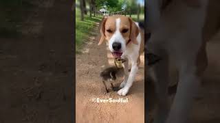 This Dog Adopted a Duckling as His Own 💖