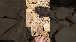 Creek Arrowhead Insane Find #artifacts #arrowhead #nativeamerican #youtubeshorts #youtube