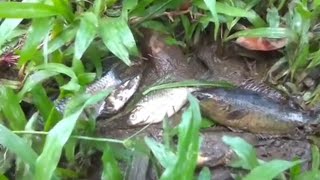 Hand Fishing -Catching perch & barb Fishing by hand  in mud water in dry season