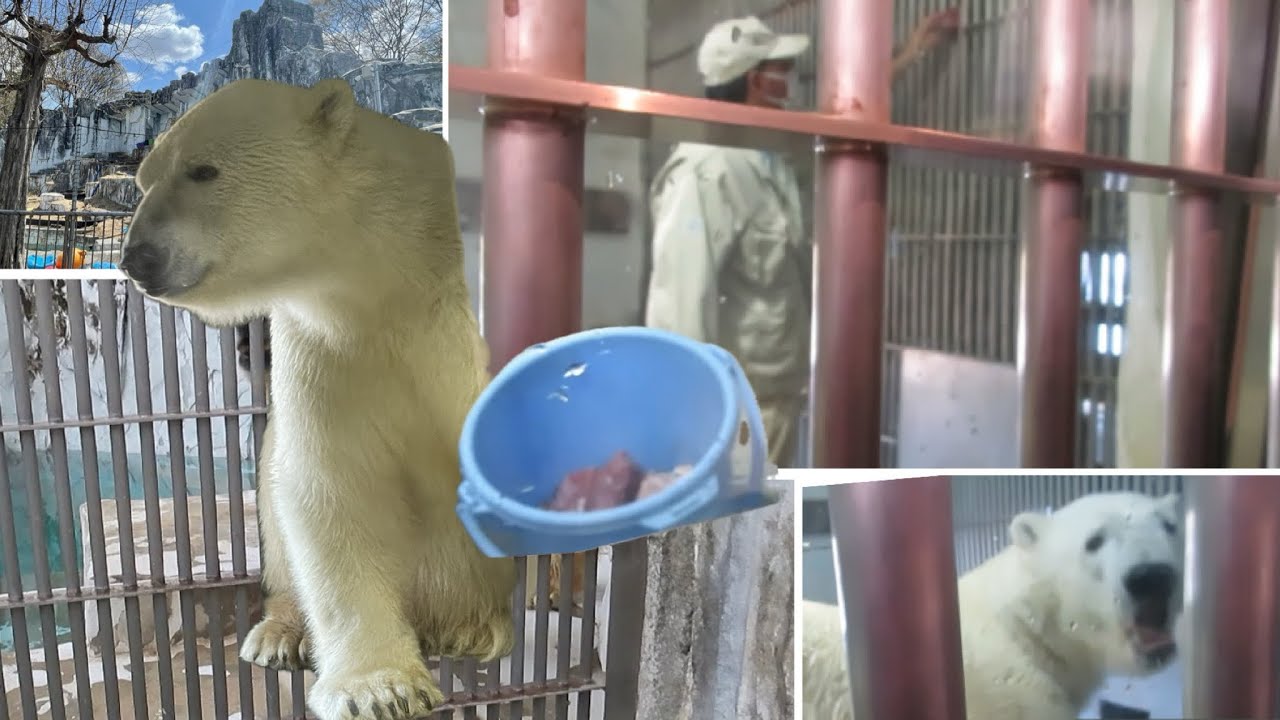 爆食後サブプールで泳ぐフブキくん 足を痛めた後の経過 2025.4.4【東山動植物園】